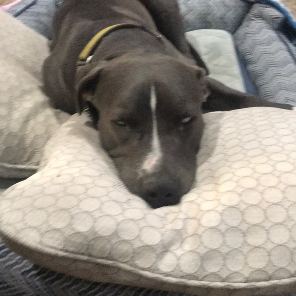 Meet your Posher, Jake